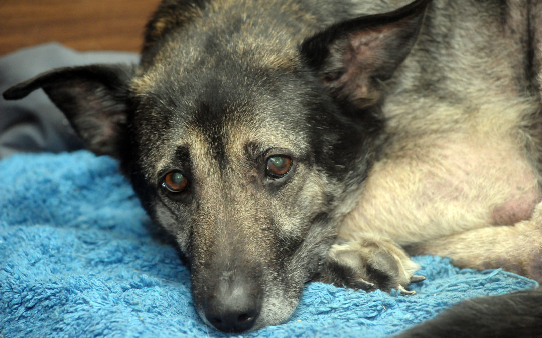 Toxic foods for dogs