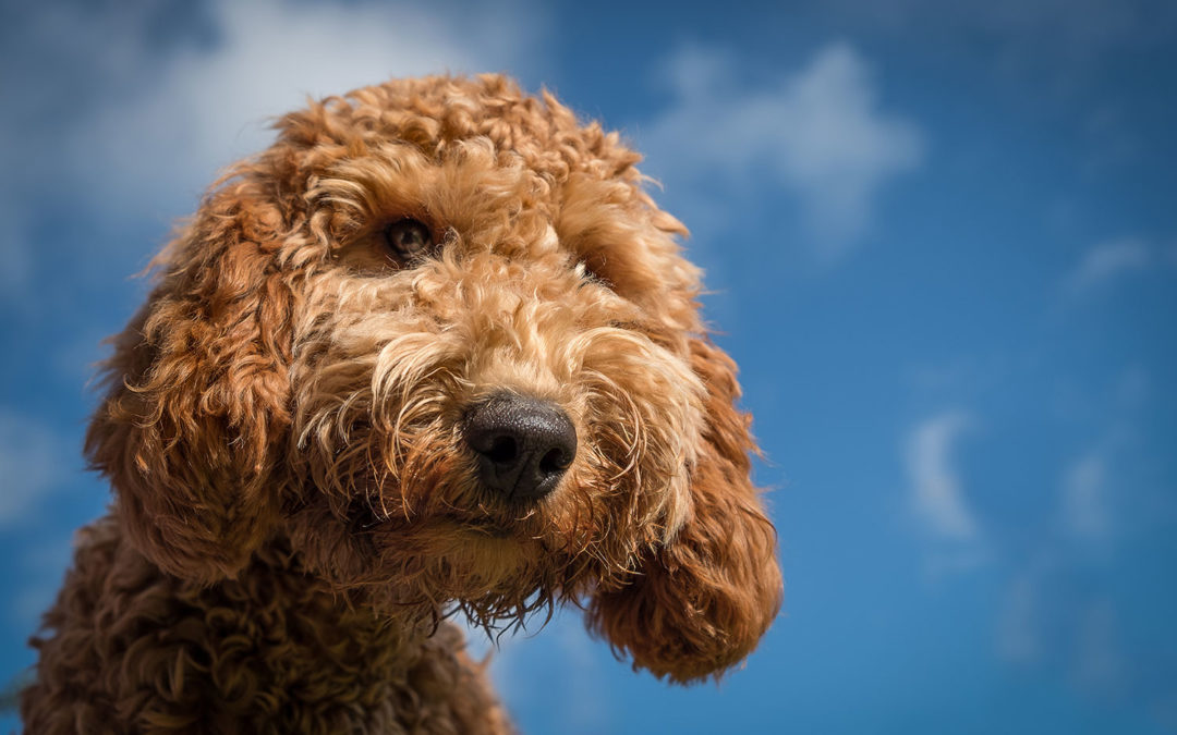 Brexit; confusion over pets