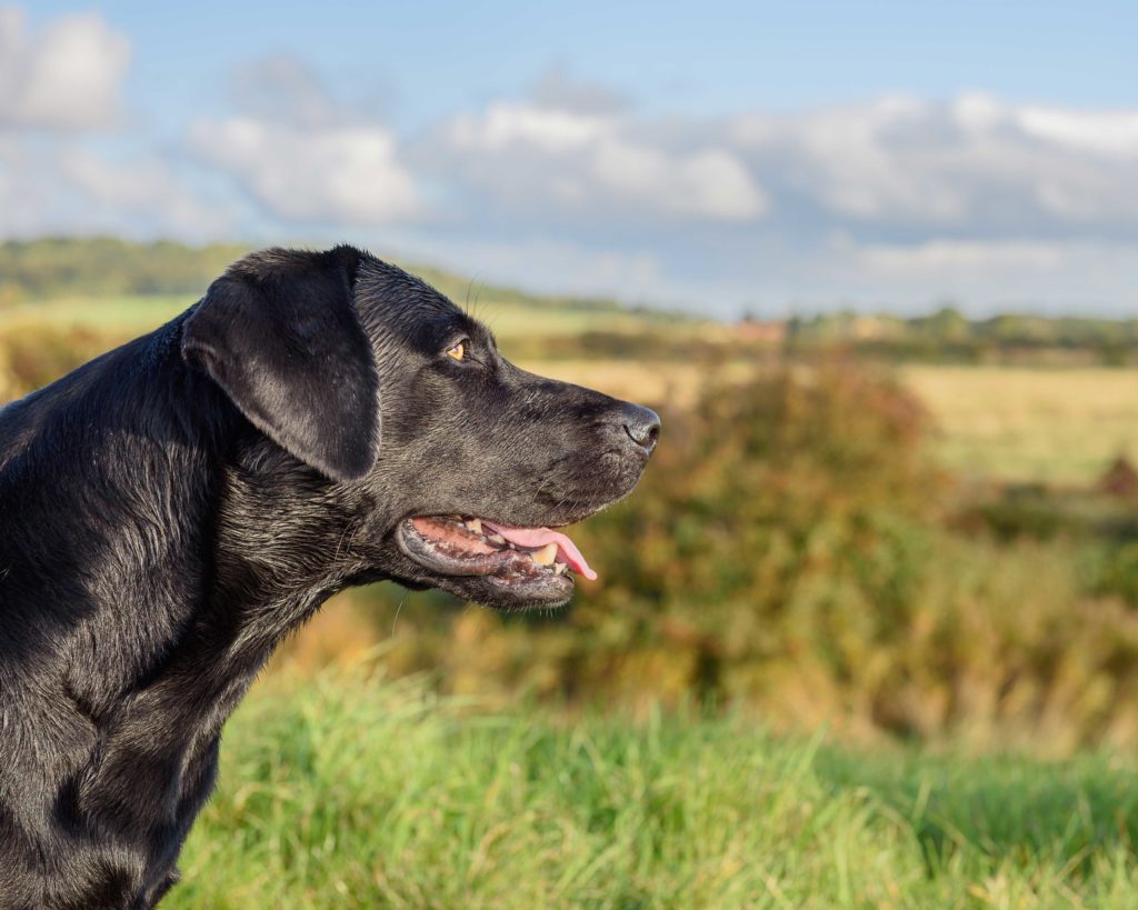 Autism In Dogs - Jack & Co.