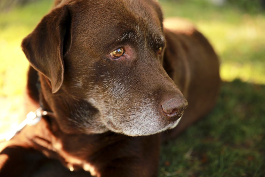 Autism In Dogs - Jack & Co.